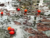 puddle with fruits