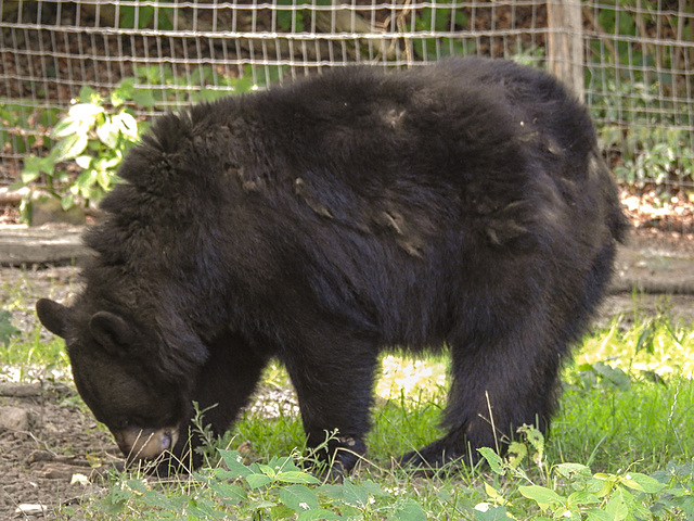 20210729 2183CPw [D~OS] Schwarzbär, Zoo Osnabrück