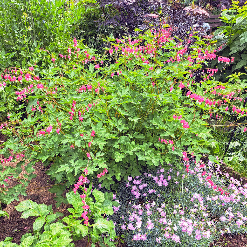 Herzerlstock (Lamprocapnos spectabilis)