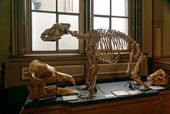 Squelette d'ours
