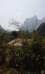 Végétation laotienne / Schön überwachsenes dach