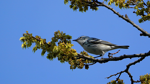 DSC05467a