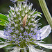 20230719 2606CPw [D~LIP] Flachblättriger Mannstreu (Eryngium planum), Grüne Florfliege [Larve] (Chrysoperla carnea s.l.), Bad Salzuflen