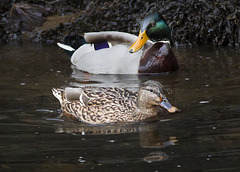 Mallards