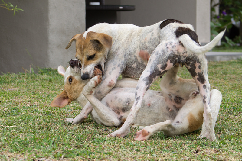 Mauritius Straßenhunde DSC08478