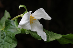 Western Trillium