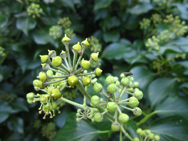 The flowers of the ivy