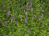Platanthera psycodes (Small Purple Fringed orchid)