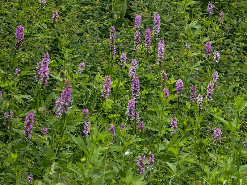 Platanthera psycodes (Small Purple Fringed orchid)