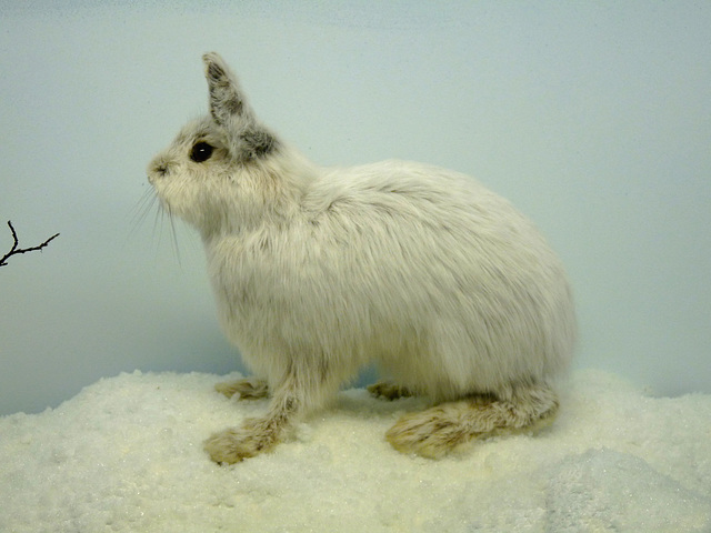 Snowshoe Hare