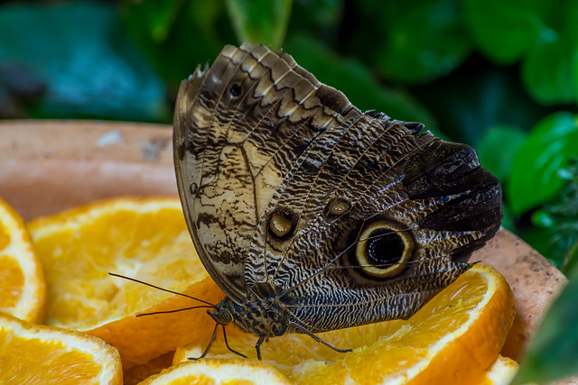 Waldeule, Bananenfalter (Caligo Eurilochus)