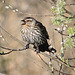 Red-winged Blackbird female