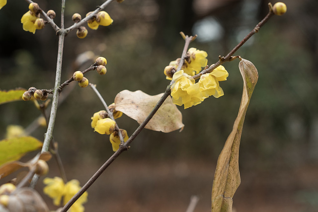 Wintersweet