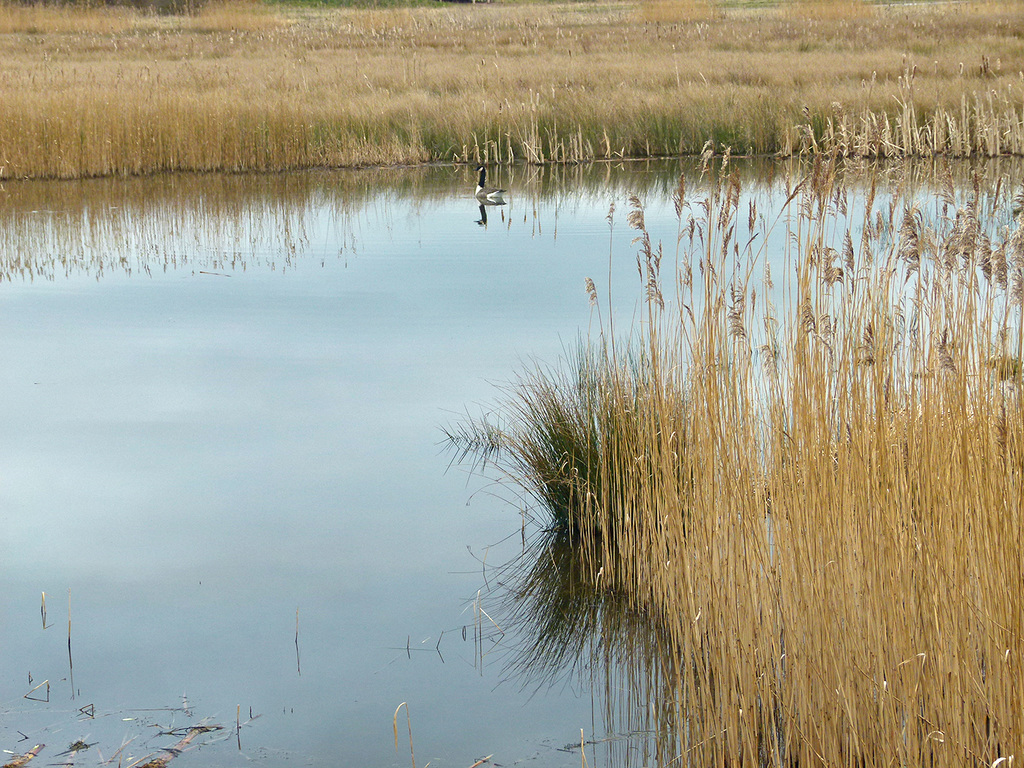 Wetlands