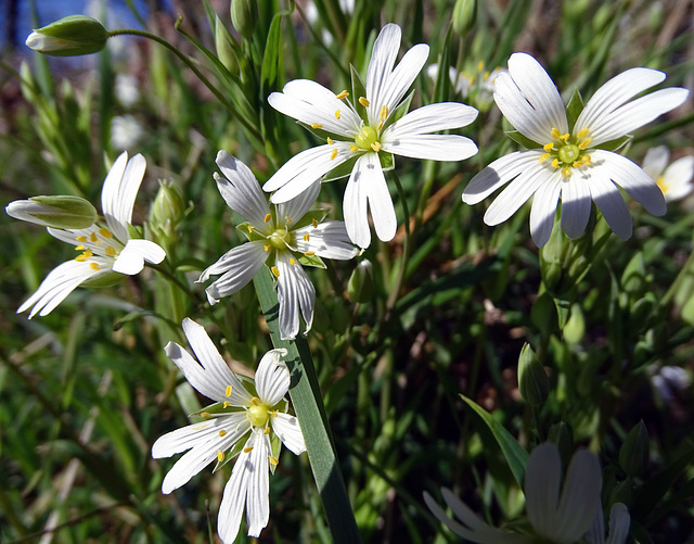 Stellaria holostea.  Greater Stitchwort