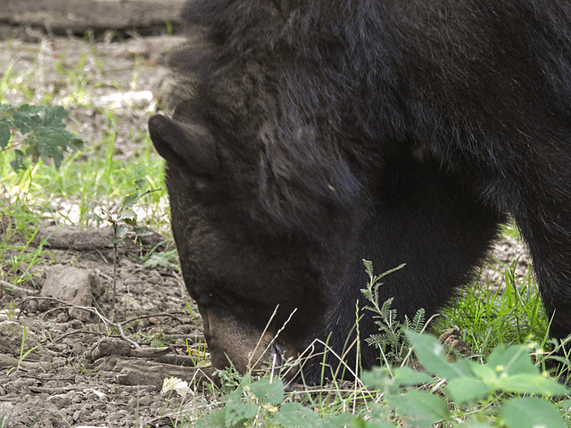 20210729 2184CPw [D~OS] Schwarzbär, Zoo Osnabrück