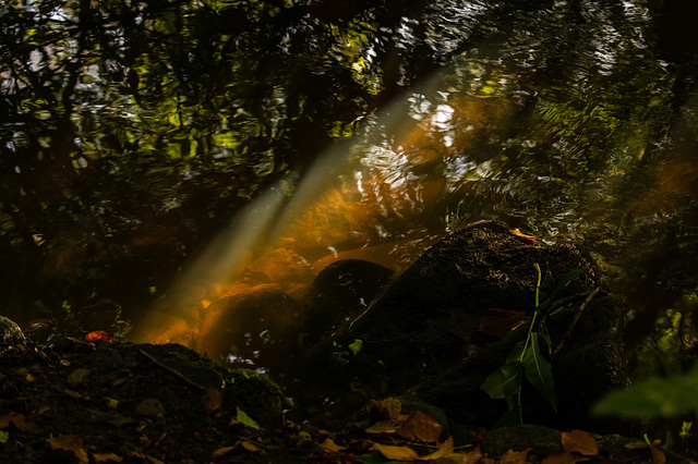 River reflection