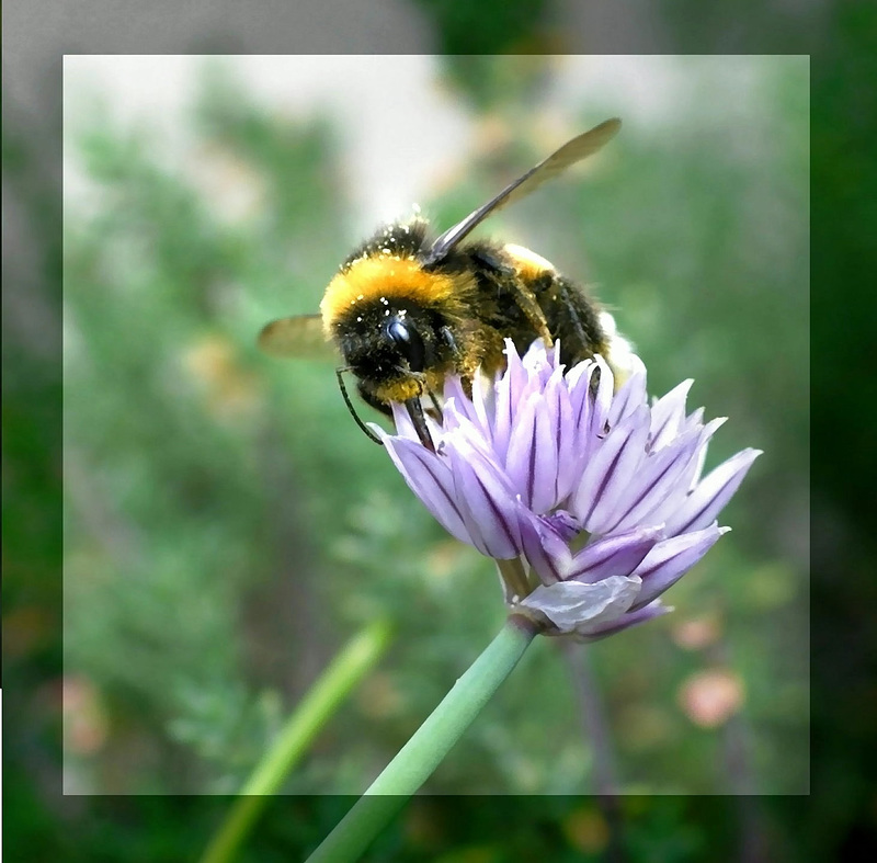 Hummel an Schnittlauchblüte. ©UdoSm