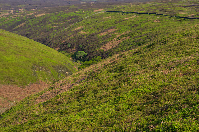 the trees in Bray Clough