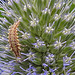 20230719 2607CPw [D~LIP] Flachblättriger Mannstreu (Eryngium planum), Grüne Florfliege [Larve] (Chrysoperla carnea s.l.), Bad Salzuflen