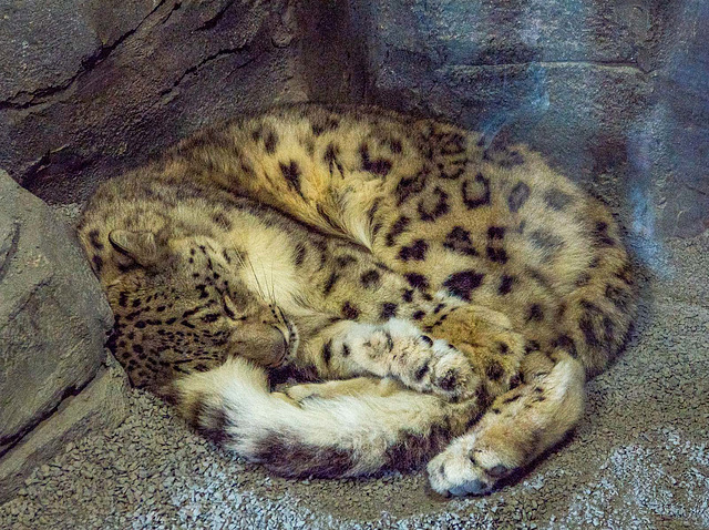 Snow leopard