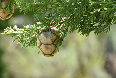 boule de pin