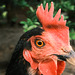 Huhn oder Henne?