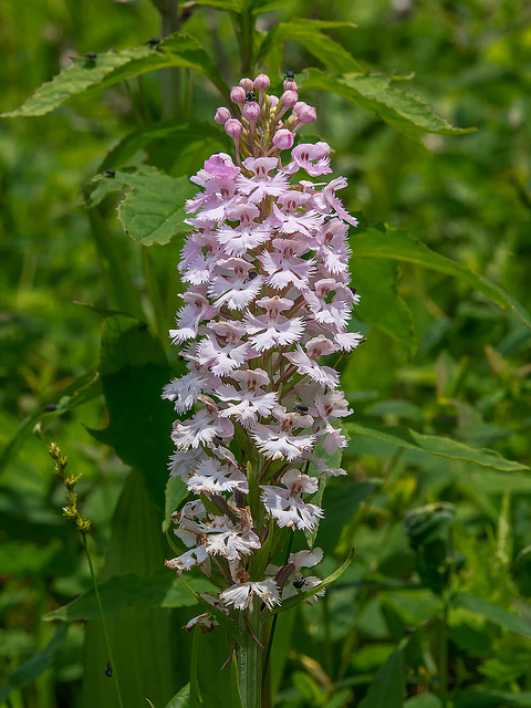 Platanthera psycodes (Small Purple Fringed orchid)