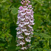 Platanthera psycodes (Small Purple Fringed orchid)