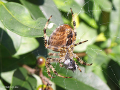 Spider's lunch