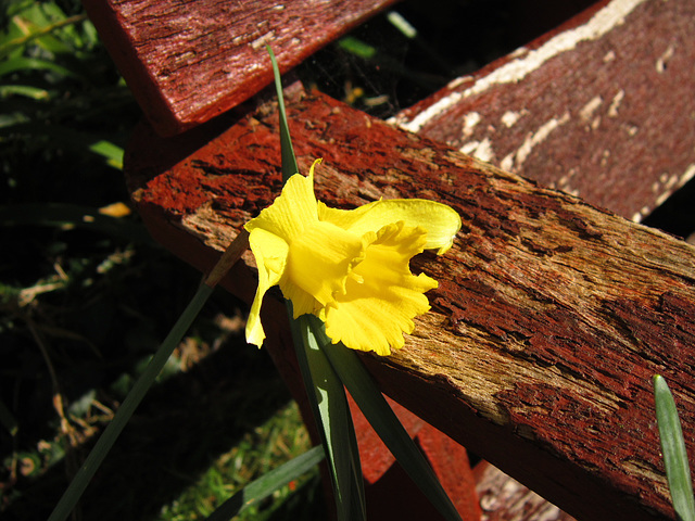 A lonely daffodil