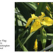 Yellow Flag Iris - East Blatchington Pond - 6.6.2015