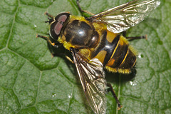 IMG 7921hoverfly