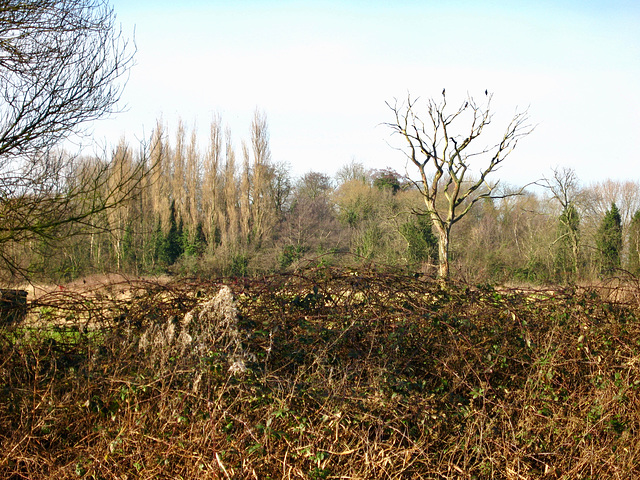 Tangled brambles on the footpath by Cuttle Mill Farm