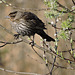 Red-winged Blackbird female