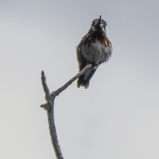 Calliope Hummingbird, just for the record