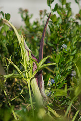 Dracunculus Vulgaris