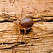 IMG 8609 Harvestman