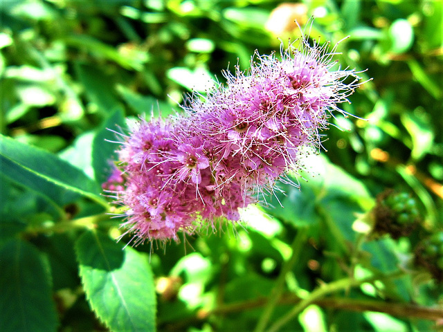 Amazing flower of the Spirea