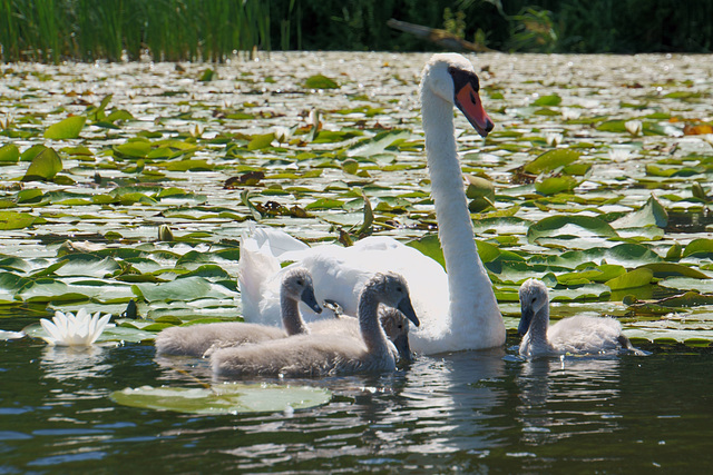 Schwanenfamilie