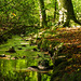 River still shaded from Autumn sun