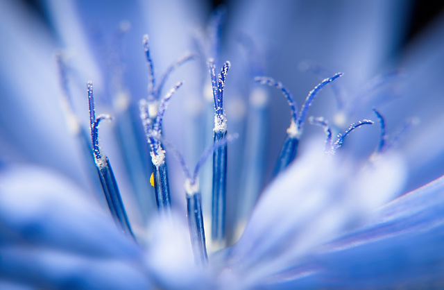 Das Innenleben der Gewöhnlichen Wegwarte (Cichorium intybus) genauer angeschaut :))  A closer look at the inner life of the common chicory (Cichorium intybus) :))  Regardons de plus près la vie intéri