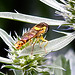 20230719 2612CPw [D~LIP] Flachblättriger Mannstreu (Eryngium planum), Langbauchschwebfliege (Sphaerophoria scripta) [w], Bad Salzuflen