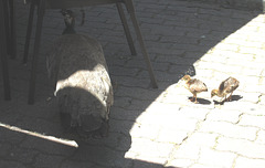 Peacock mum and chicks.