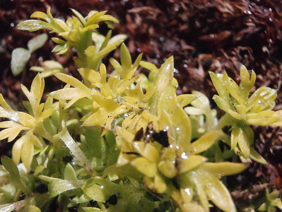 Saxifrage is only in clumps