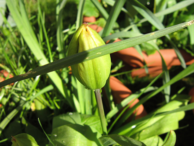 A new tulip starting