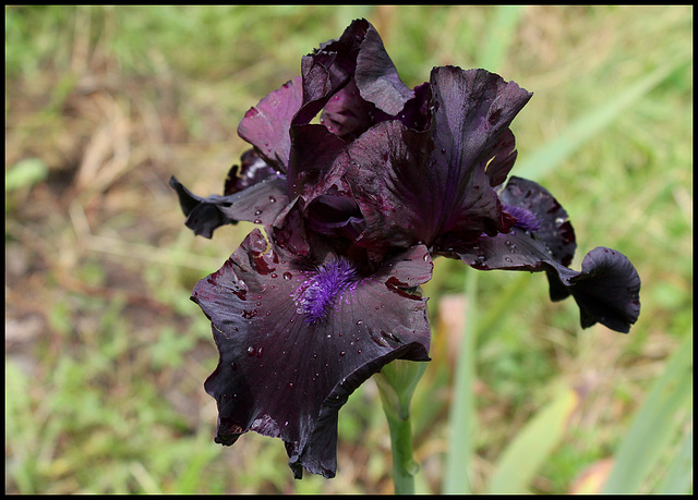 Midnight Oil (2)