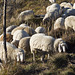 Sheep grazing on the slopes of Monte Becco