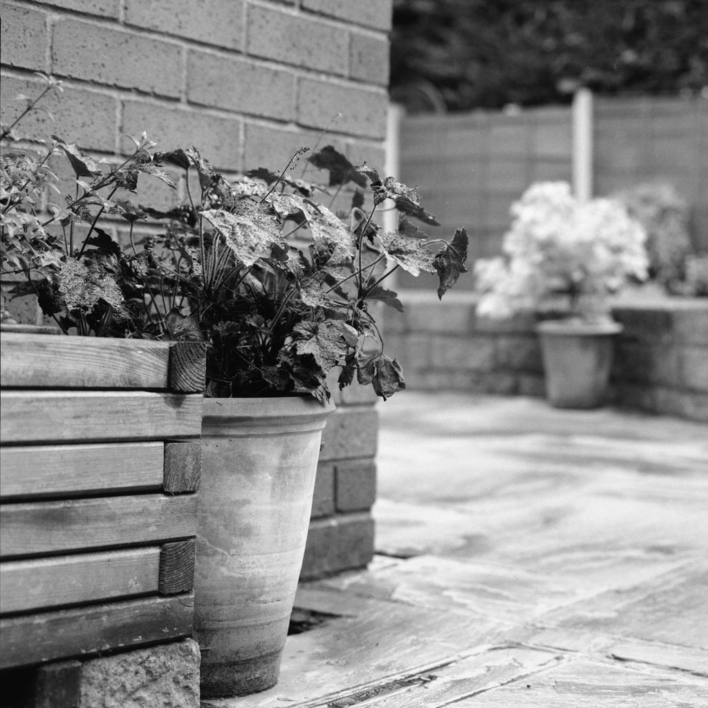 Garden corner on a wet day