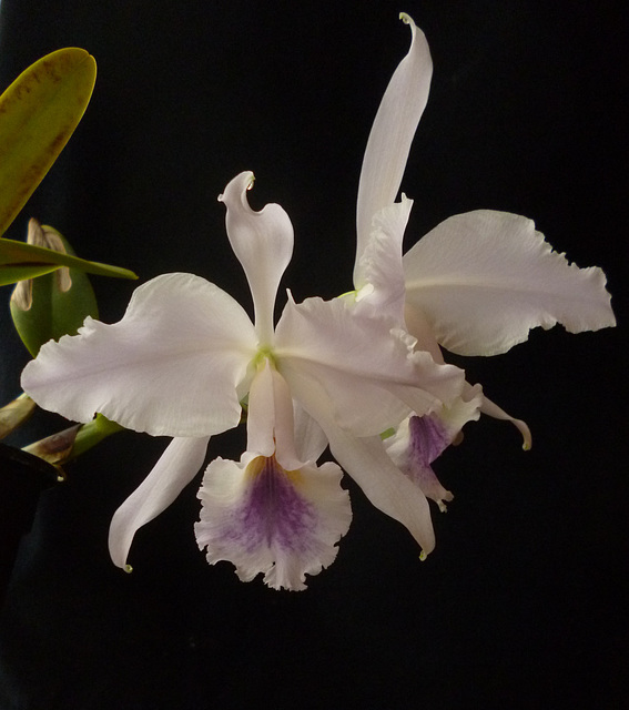 Cattleya labiata var. caerulea